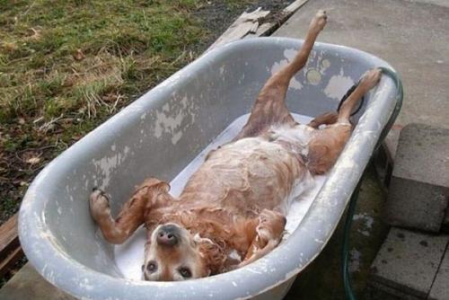 post-333-0-71680600-1366811035_thumb.jpe