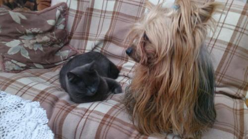 post-1370-0-39536600-1398701546_thumb.jp