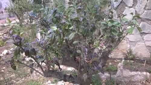 post-1921-0-78018000-1398751210_thumb.jp