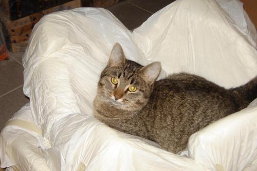 post-2035-0-42840100-1398881580_thumb.jp