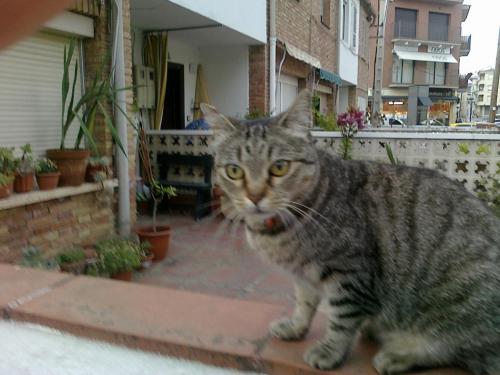 post-2035-0-51415000-1398881135_thumb.jp