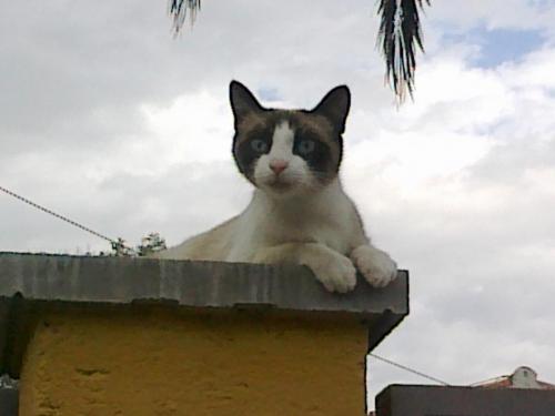 post-2035-0-61417600-1398881207_thumb.jp