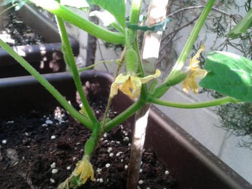 post-3557-0-11745000-1398786502_thumb.jp