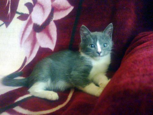 post-4696-0-56627800-1398591511_thumb.jp