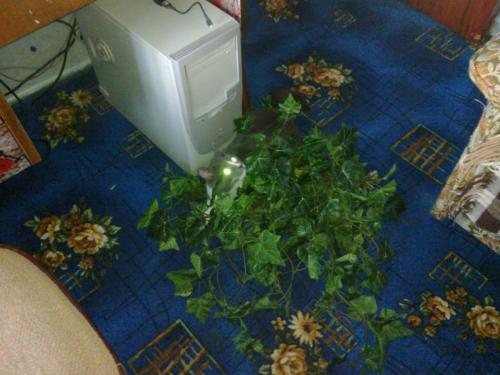 post-4696-0-81433700-1398591173_thumb.jp