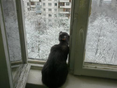 post-4696-0-84460900-1398591204_thumb.jp