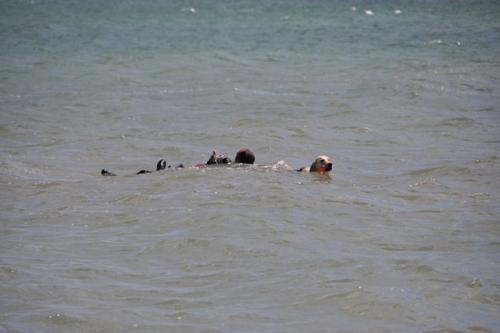 post-1276-0-60130500-1368881289_thumb.jp