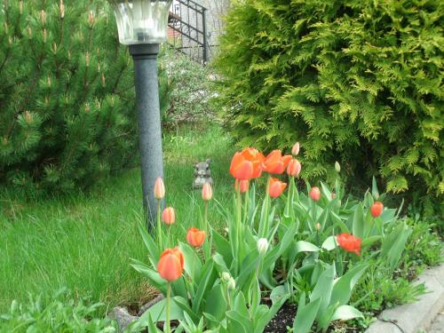 post-1370-0-78988100-1368708367_thumb.jp