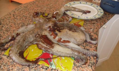 post-1721-0-76789800-1367483991_thumb.jp