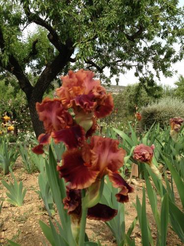 post-1145-0-25793500-1399672233_thumb.jp