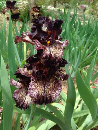 post-1145-0-41357000-1399672418_thumb.jp