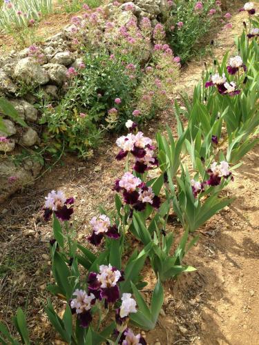 post-1145-0-51945700-1399672345_thumb.jp