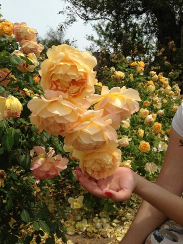 post-1145-0-94921400-1399672481_thumb.jp