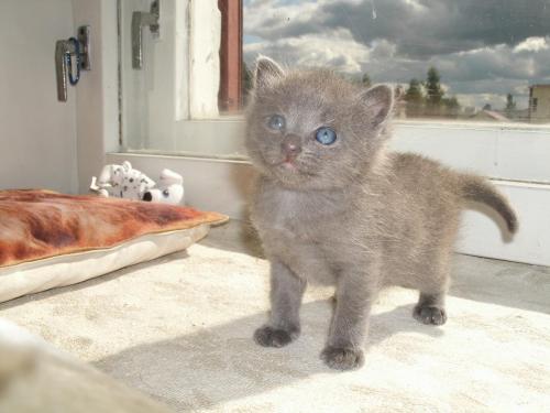 post-1370-0-20708800-1400347456_thumb.jp