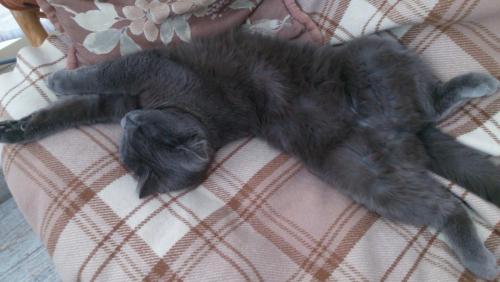 post-1370-0-87687500-1399748700_thumb.jp