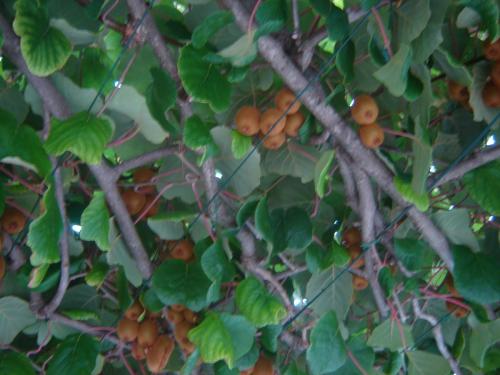 post-2035-0-90955500-1398959569_thumb.jp