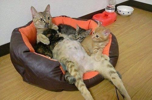 post-4134-0-62752300-1399144974_thumb.jp