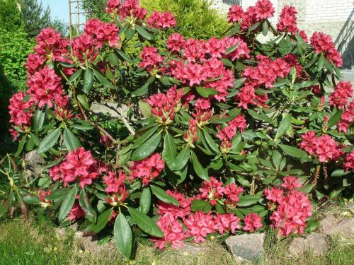 post-1370-0-37783500-1370257763_thumb.jp