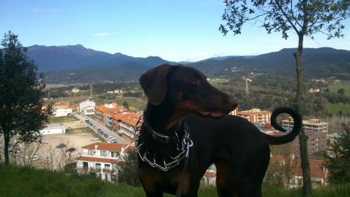 post-1519-0-77603000-1370191120_thumb.jp