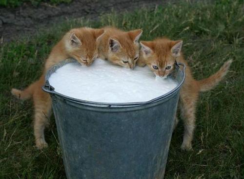 post-4696-0-53573200-1403437942_thumb.jp