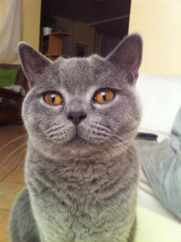 post-1942-0-29983700-1373185253_thumb.jp