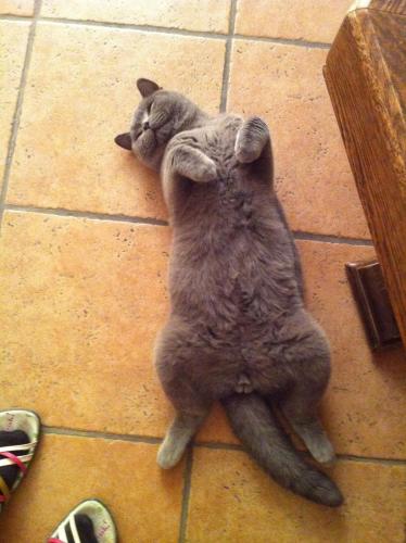 post-1942-0-49584900-1373185150_thumb.jp