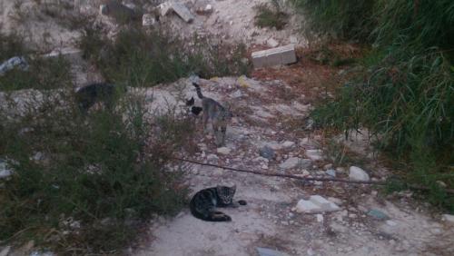 post-1370-0-29794600-1404415060_thumb.jp