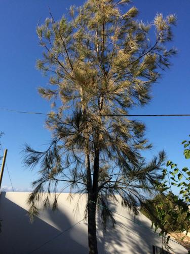 post-1832-0-03540500-1404805097_thumb.jp