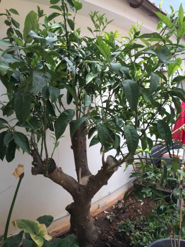 post-1832-0-11282900-1404393612_thumb.jp