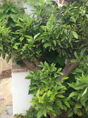 post-1832-0-18593200-1404393702_thumb.jp