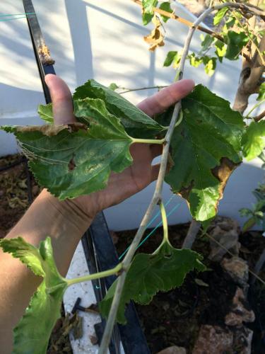 post-1832-0-43456300-1404805079_thumb.jp