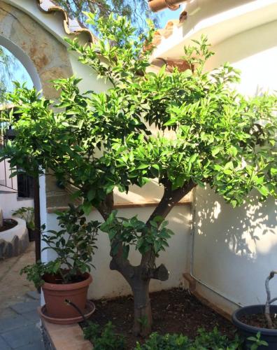 post-1832-0-55874200-1404804978_thumb.jp