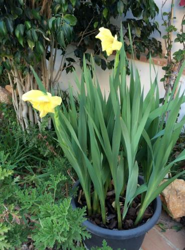 post-1832-0-61375200-1404805255_thumb.jp