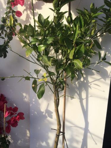 post-1832-0-65422100-1404393554_thumb.jp