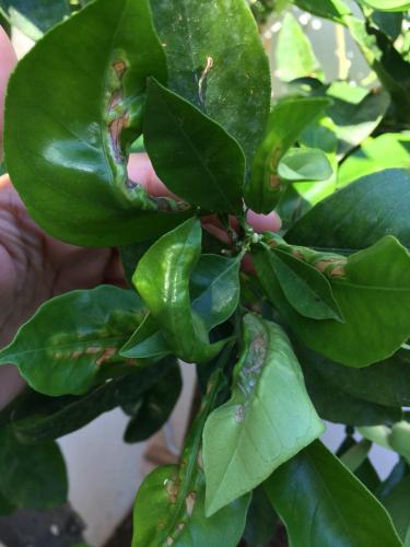 post-1832-0-75970100-1404805035_thumb.jp