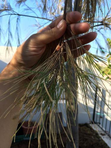 post-1832-0-76716700-1404805100_thumb.jp