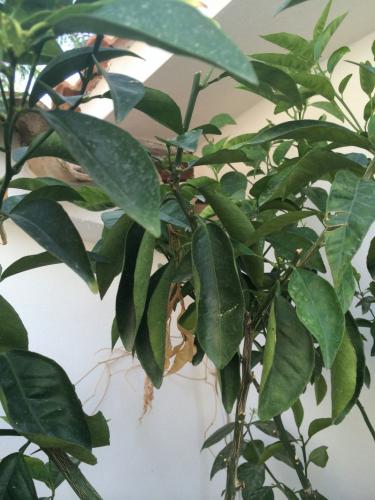 post-1832-0-90631700-1404393585_thumb.jp