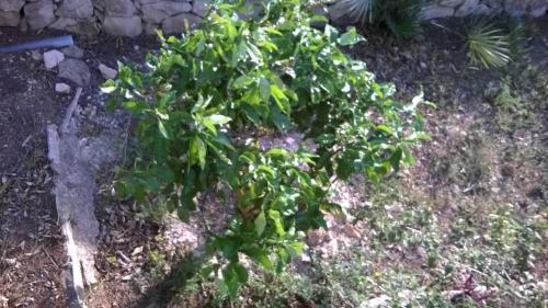 post-1921-0-09271700-1404394112_thumb.jp