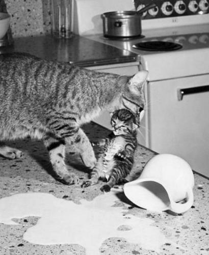 post-2490-0-09669800-1405687928_thumb.jp