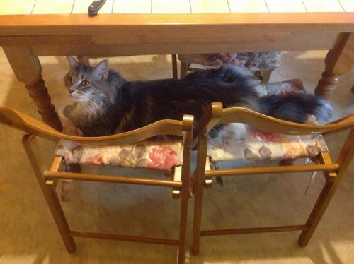 post-1276-0-59500300-1376989922_thumb.jp