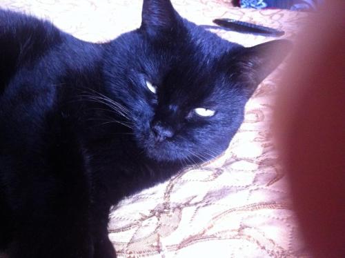 post-1816-0-47823400-1376913253_thumb.jp