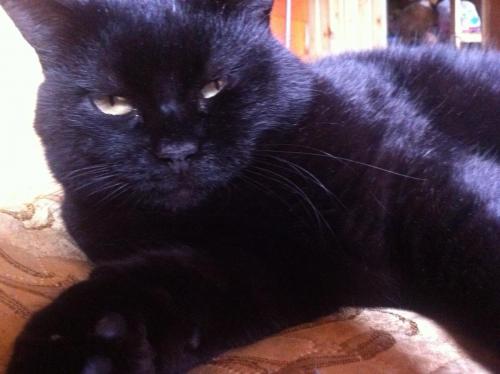 post-1816-0-77214400-1376911722_thumb.jp