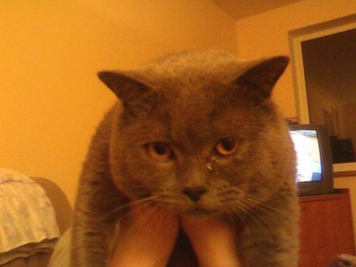 post-1942-0-59614200-1376917490_thumb.jp