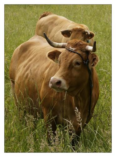 post-1195-0-00651700-1407772420_thumb.jp