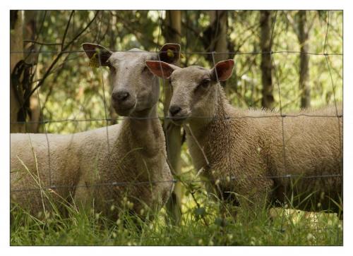 post-1195-0-13015000-1407772433_thumb.jp