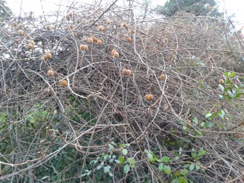 post-1195-0-23870400-1408032604_thumb.jp