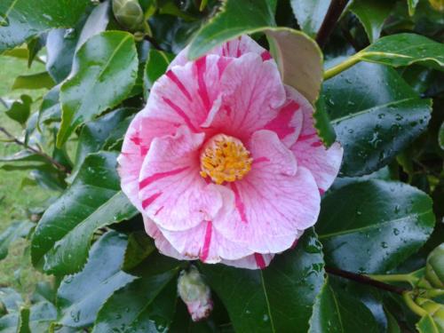 post-1195-0-56130300-1408032548_thumb.jp