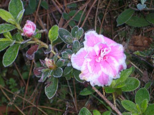 post-1195-0-62109200-1407783034_thumb.jp