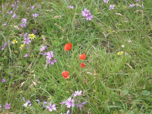 post-1195-0-62486900-1407769797_thumb.jp