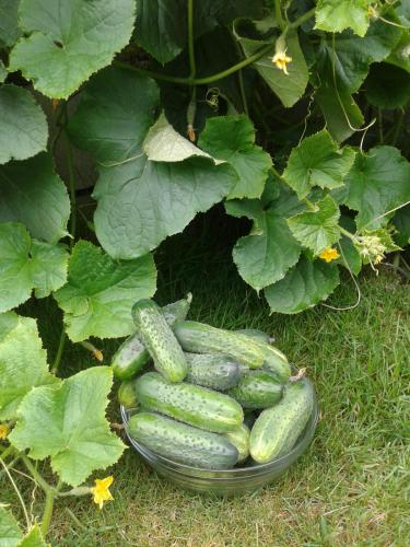 post-1195-0-70037600-1408037571_thumb.jp